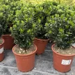Euonymus japonicus 'Green Spire' - Japán kecskerágó K2