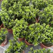 Euonymus japonicus 'Green Spire' - Japán kecskerágó K2