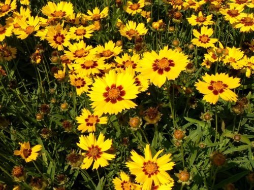 Menyecskeszem - Coreopsis grandiflora 'Yellow & Red'