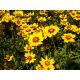 Menyecskeszem - Coreopsis grandiflora 'Yellow & Red'