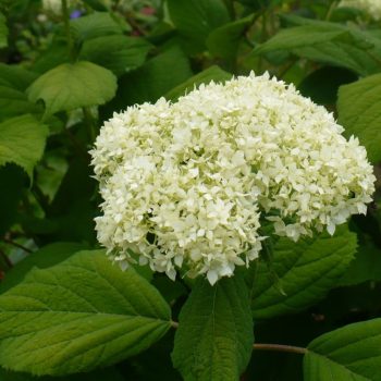   Cserjés hortenzia - Hydrangea arborescens 'Sterilis'