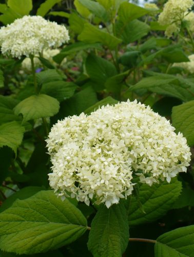 Cserjés hortenzia - Hydrangea arborescens 'Sterilis'