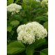 Cserjés hortenzia - Hydrangea arborescens 'Sterilis'