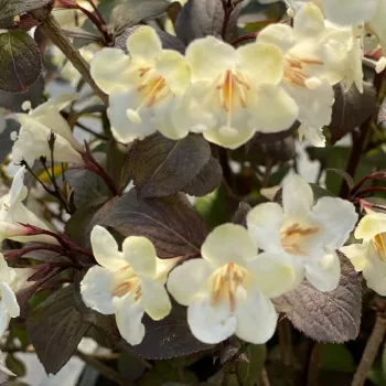 Rózsalonc - Weigela 'Ebony & Ivory'
