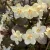 Rózsalonc - Weigela 'Ebony & Ivory'