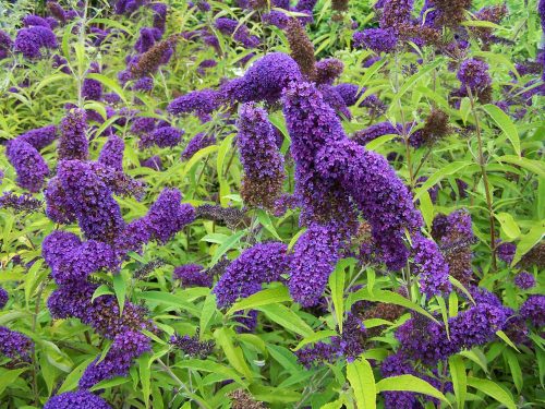 Kék virágú nyáriorgona - Buddleja davidii 'Adonis Blue'