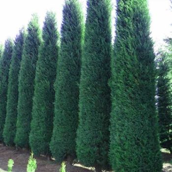   Leyland ciprus - Cupressocyparis leylandii  'Blue Jeans'® K3 70/80