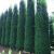 Leyland ciprus - Cupressocyparis leylandii  'Blue Jeans'® K3 70/80