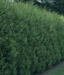 Leyland ciprus - Cupressocyparis leylandii  'Blue Jeans'® K3 70/80