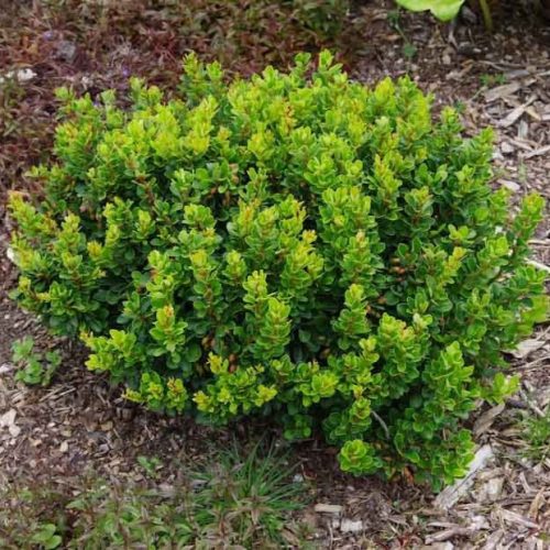 Törpe gömb japán borbolya - Berberis thunbergii 'Kobold'