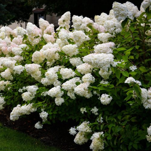 Bugás hortenzia - Hydrangea paniculata 'Bombshell'®