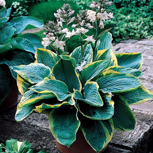 Árnyékliliom - Hosta 'Frances Williams'