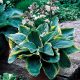 Árnyékliliom - Hosta 'Frances Williams'