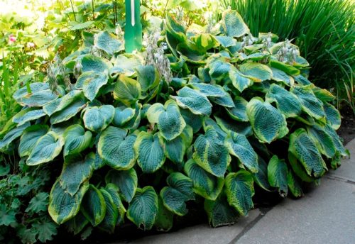 Árnyékliliom - Hosta 'Frances Williams'