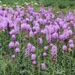 Füzéres díszcsorba - Liatris spicata 'Kobold'