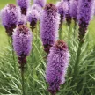 Füzéres díszcsorba - Liatris spicata 'Kobold'