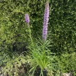 Füzéres díszcsorba - Liatris spicata 'Kobold'