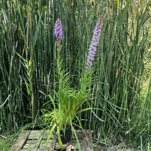 Füzéres díszcsorba - Liatris spicata 'Kobold'