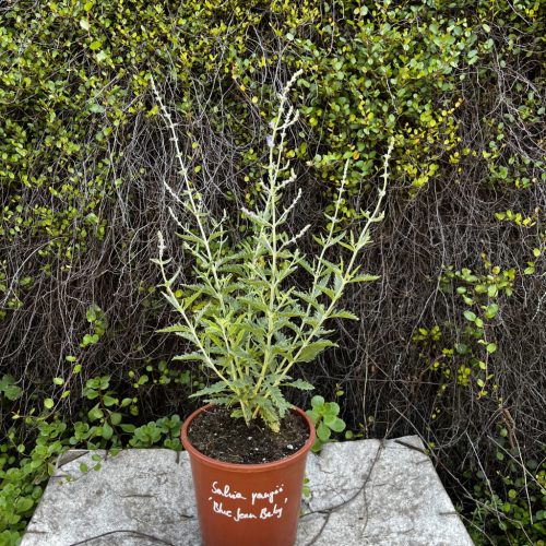 Sudárzsálya - Salvia yangii 'Blue Jean Baby'