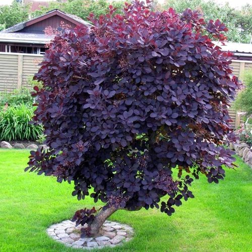 Bordó levelű cserszömörce - Cotinus coggygria 'Royal Purple'