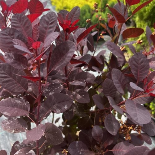 Bordó levelű cserszömörce - Cotinus coggygria 'Royal Purple'