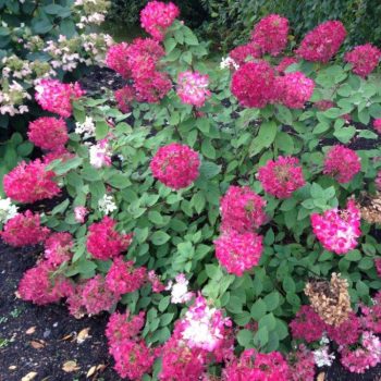   Bugás hortenzia - Hydrangea paniculata 'Diamant Rouge'®