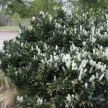 Babérmeggy - Prunus laurocerasus 'Otto Luyken'