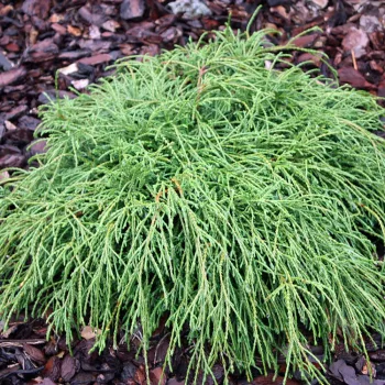   Törpe szavára hamisciprus - Chamaecyparis pisifera 'Filifera Nana'