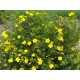 Sárga virágú cserjés pimpó - Potentilla fruticosa 'Goldfinger'