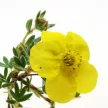 Sárga virágú cserjés pimpó - Potentilla fruticosa 'Goldfinger'