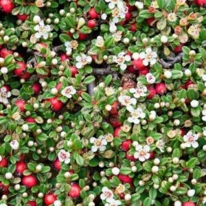Talajtakaró madárbirs - Cotoneaster dammeri 'Royal Carpet'