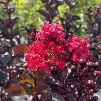 Lagerstroemia indica 