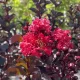 Lagerstroemia indica 