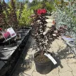 Lagerstroemia indica 