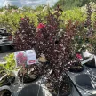 Lagerstroemia indica 