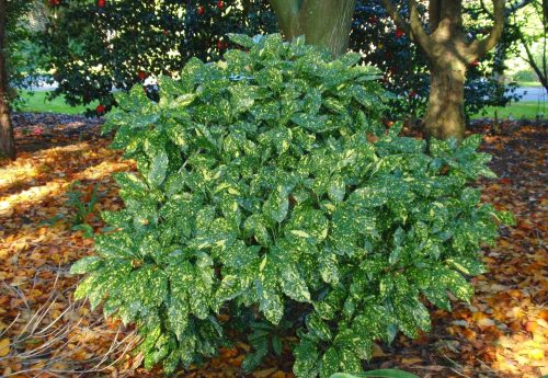 Tarka levelű japán babérsom - Aucuba japonica 'Crotonifolia'