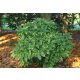 Tarka levelű japán babérsom - Aucuba japonica 'Crotonifolia'