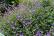 Gólyaorr - Geranium 'Rozanne'