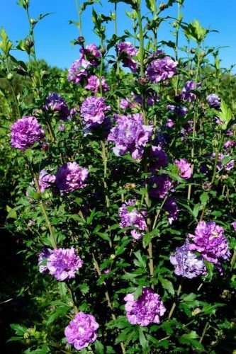 Mályvacserje - Hibiscus syriacus 'French Cabaret Purple'