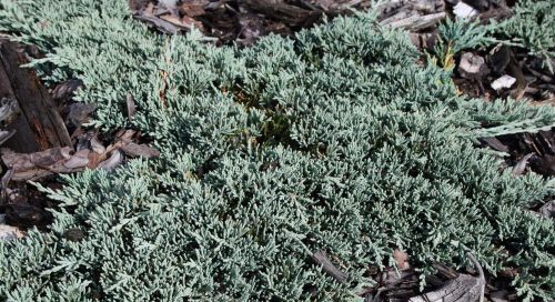 Terülő henyeboróka - Juniperus horizentalis 'Glauca'