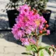 Lagerstroemia indica 'Tuscarora' - Selyemmirtusz K3 30/40/60