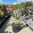 Lagerstroemia indica 'Tuscarora' - Selyemmirtusz K3 30/40/60