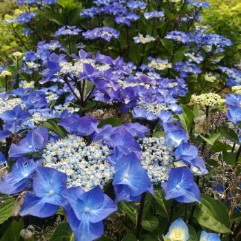 Kerti hortenzia - Hydrangea macrophylla 'Zorro'