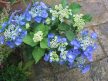 Kerti hortenzia - Hydrangea macrophylla 'Zorro'