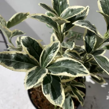 Japán kecskerágó - Euonymus japonicus 'Bravo'