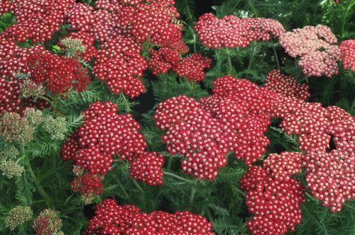 Közönséges cickafark - Achillea millefolium 'Red Velvet'