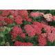 Közönséges cickafark - Achillea millefolium 'Red Velvet'