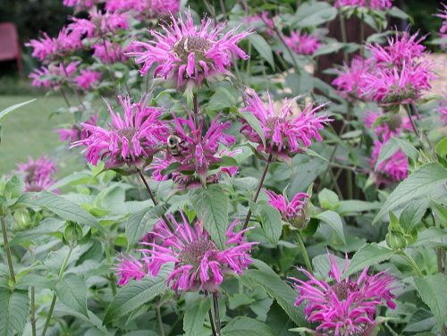 Méhbalzsam - Monarda dydima 'Blaustrumpf'