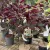 Cercis canadensis 'Merlot' – bordó levelű  júdásfa K4 40/60