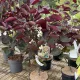 Cercis canadensis 'Merlot' – bordó levelű  júdásfa K4 40/60
